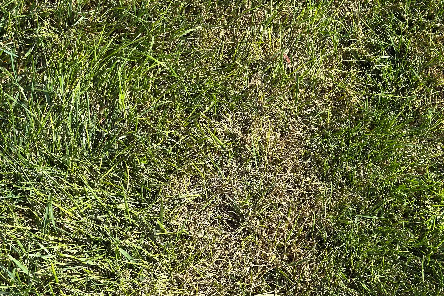 Close-up of dollar spot lawn fungus showing bleached tan grass blades mixed with healthy green blades