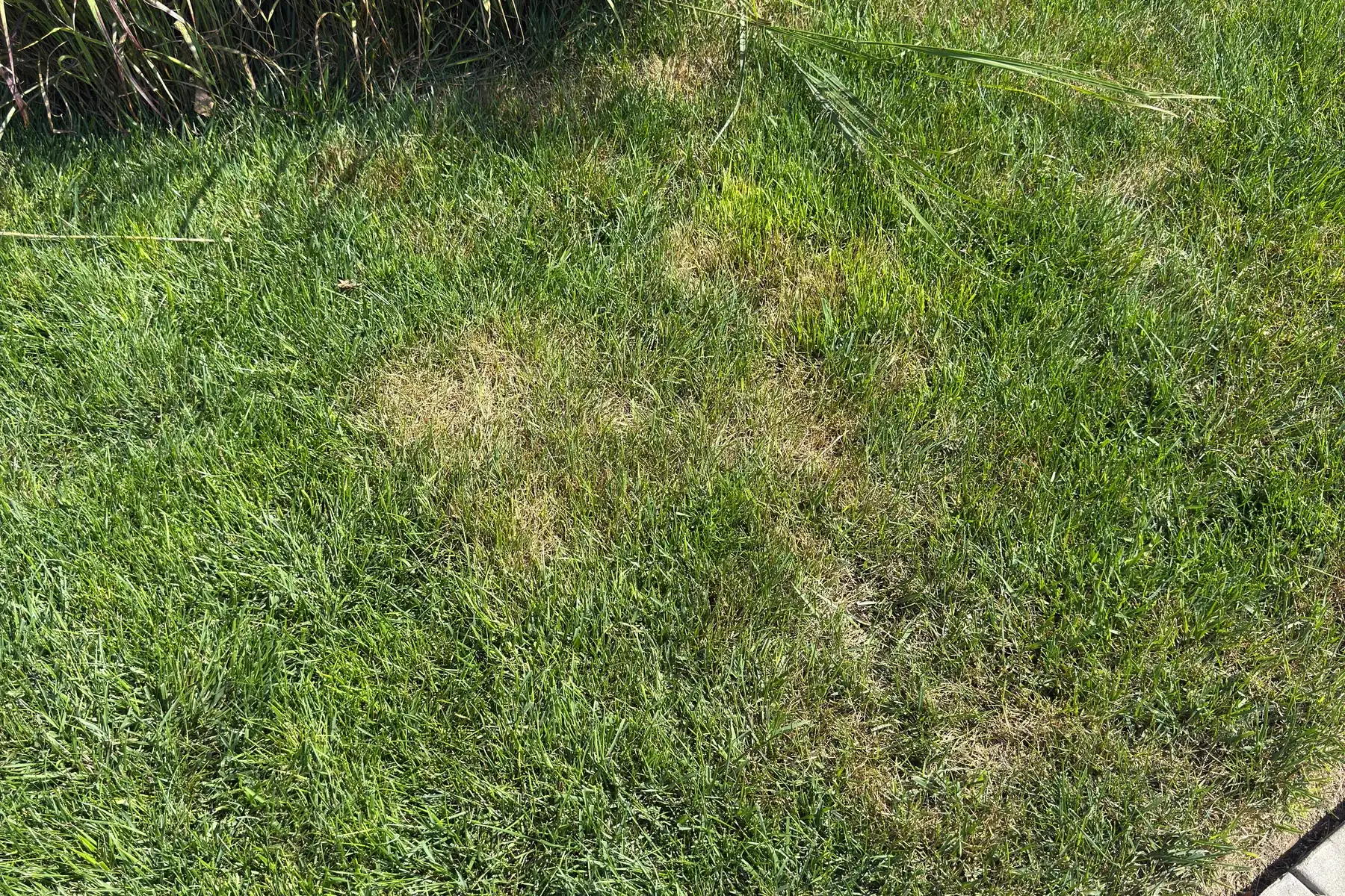 Tan fungal patch in a lawn near a landscape bed, caused by prolonged moisture — not sprinkler failure